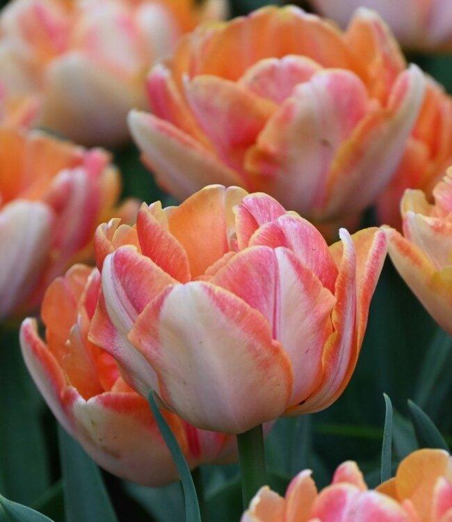 Tulip, Double Early, 'foxy Foxtrot', White, Yellow, Orange Mix - View 2 from www redcrocus com