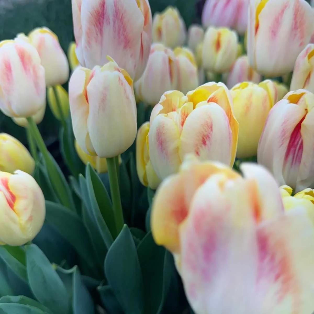 Tulip, Double Early, 'foxy Foxtrot', White, Yellow, Orange Mix - View 30 from www redcrocus com