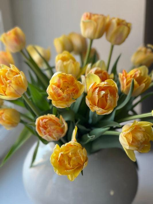 Tulip, Double Early, 'foxy Foxtrot', White, Yellow, Orange Mix - View 32 from www redcrocus com