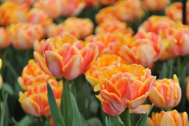 Tulip, Double Early, 'foxy Foxtrot', White, Yellow, Orange Mix - View 3 from www redcrocus com