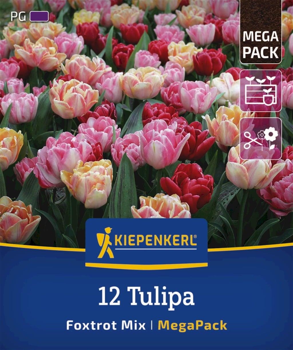 Tulip, Double Early, 'foxy Foxtrot', White, Yellow, Orange Mix - View 5 from www redcrocus com