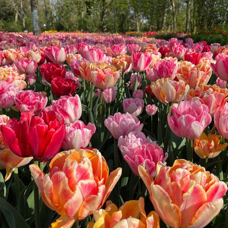 Tulip, Double Early, 'foxy Foxtrot', White, Yellow, Orange Mix - View 9 from www redcrocus com