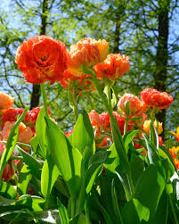 RedCrocus Double Early Tulip 'Double Godushnik' Orange-Beautiful Blooms 100 in Box