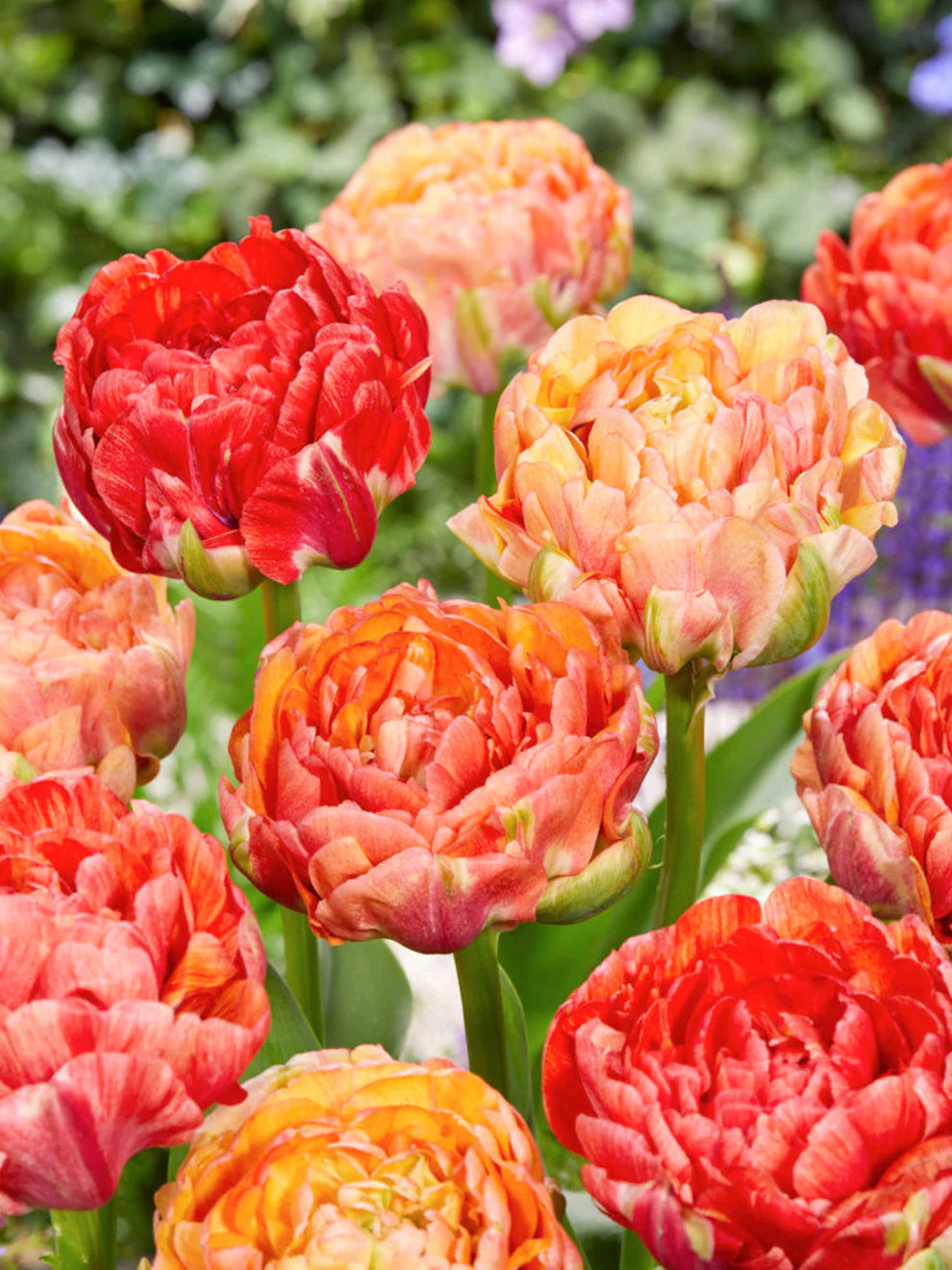 RedCrocus Double Early Tulip 'Double Godushnik' Orange-Beautiful Blooms 100 in Box
