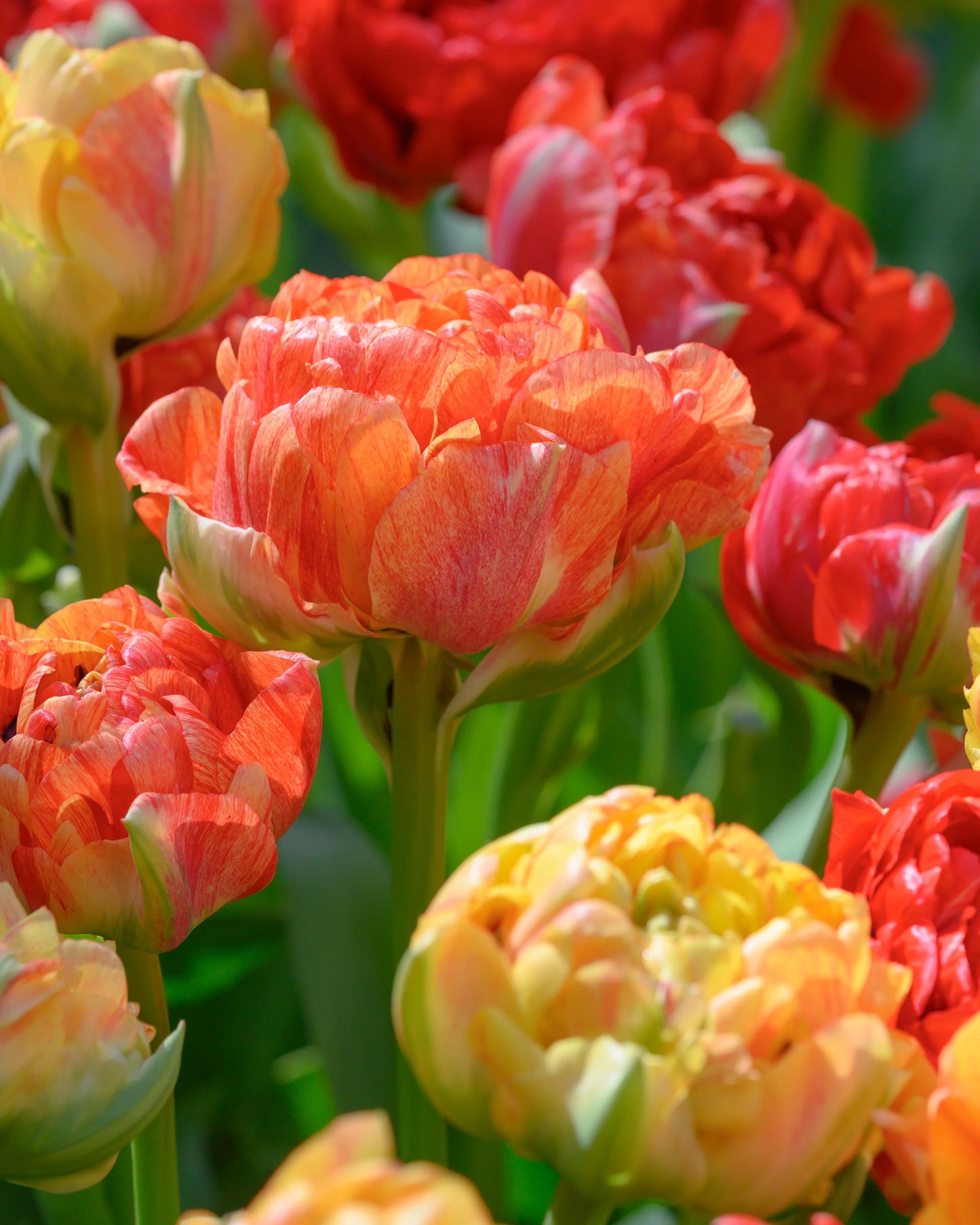 RedCrocus Double Early Tulip 'Double Godushnik' Orange-Beautiful Blooms 100 in Box