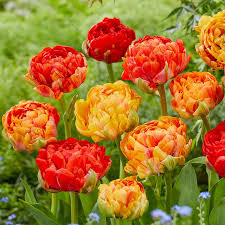 RedCrocus Double Early Tulip 'Double Godushnik' Orange-Beautiful Blooms 100 in Box