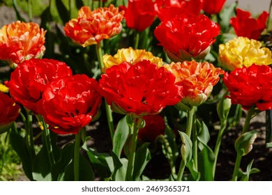 RedCrocus Double Early Tulip 'Double Godushnik' Orange-Beautiful Blooms 100 in Box
