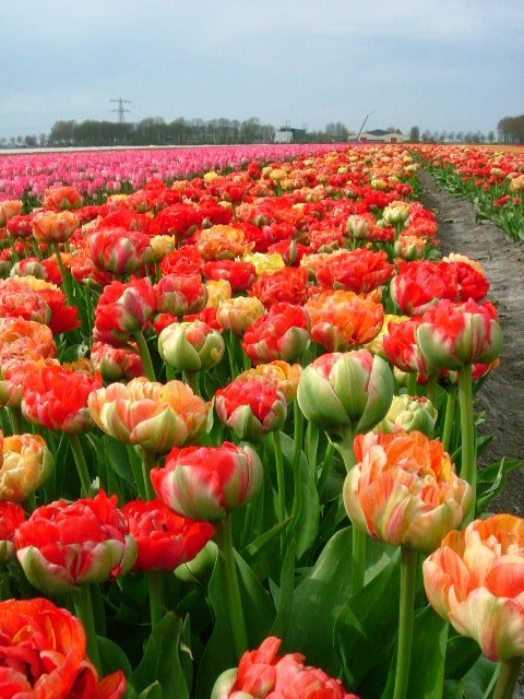 RedCrocus Double Early Tulip 'Double Godushnik' Orange-Beautiful Blooms 100 in Box