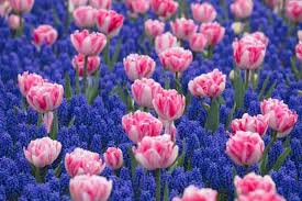 Foxtrot Double Early Tulip-Soft and Dark Pink-Perfect for Gardens 100 in Box