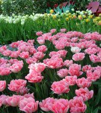 Foxtrot Double Early Tulip-Soft and Dark Pink-Perfect for Gardens 100 in Box