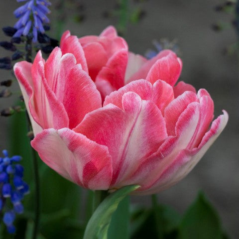 Foxtrot Double Early Tulip-Soft and Dark Pink-Perfect for Gardens 100 in Box