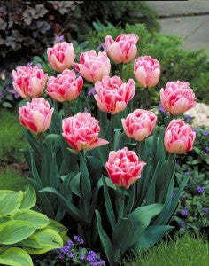 Foxtrot Double Early Tulip-Soft and Dark Pink-Perfect for Gardens 100 in Box