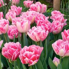 Foxtrot Double Early Tulip-Soft and Dark Pink-Perfect for Gardens 100 in Box