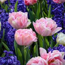 Foxtrot Double Early Tulip-Soft and Dark Pink-Perfect for Gardens 100 in Box