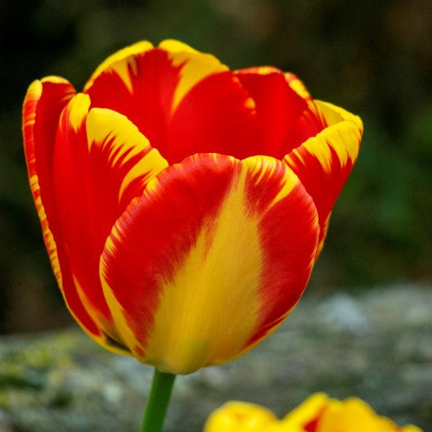 'Banja Luca' Darwin Hybrid Tulip-Marigold Yellow with Red Feathering-Excellent Cut Flower 100 in Box