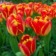 'Banja Luca' Darwin Hybrid Tulip-Marigold Yellow with Red Feathering-Excellent Cut Flower 100 in Box