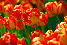 'Banja Luca' Darwin Hybrid Tulip-Marigold Yellow with Red Feathering-Excellent Cut Flower 100 in Box