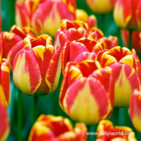 'Banja Luca' Darwin Hybrid Tulip-Marigold Yellow with Red Feathering-Excellent Cut Flower 100 in Box