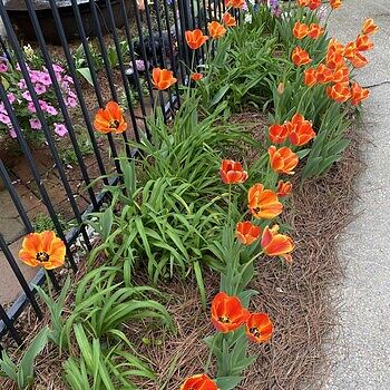 'Banja Luca' Darwin Hybrid Tulip-Marigold Yellow with Red Feathering-Excellent Cut Flower 100 in Box