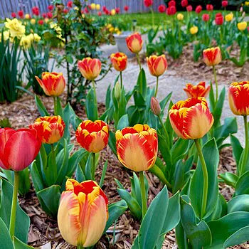 'Banja Luca' Darwin Hybrid Tulip-Marigold Yellow with Red Feathering-Excellent Cut Flower 100 in Box