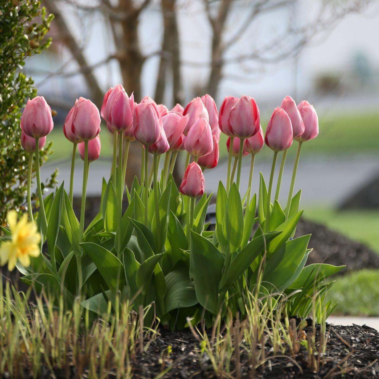 Tulip, Darwin Hybrid, 'salmon Impression', Pink Flushed Salmon Apricot - View 10 from www redcrocus com