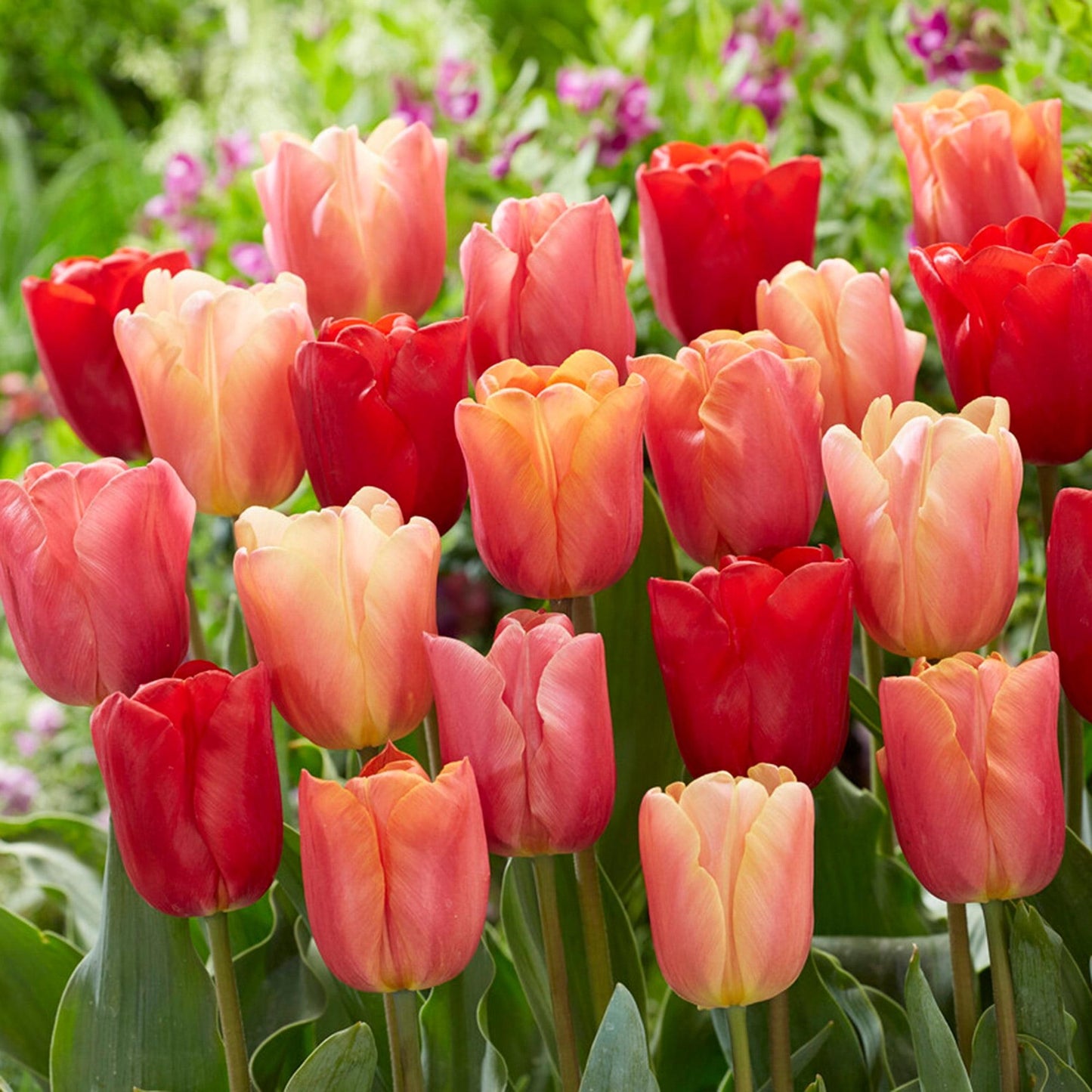 Tulip, Darwin Hybrid, 'salmon Impression', Pink Flushed Salmon Apricot - View 11 from www redcrocus com