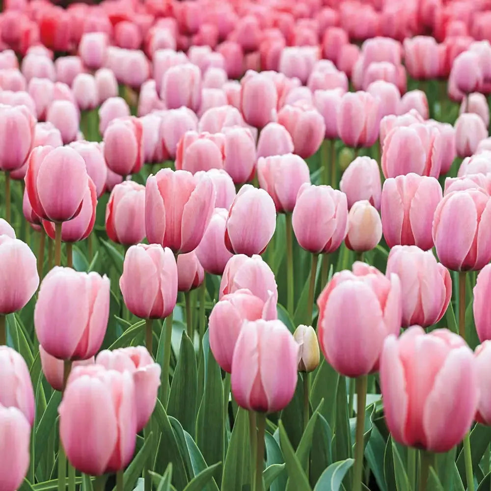 Tulip, Darwin Hybrid, 'salmon Impression', Pink Flushed Salmon Apricot - View 13 from www redcrocus com