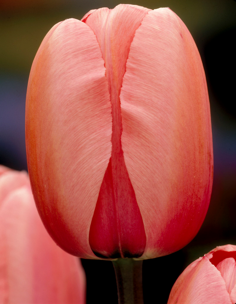 Tulip, Darwin Hybrid, 'salmon Impression', Pink Flushed Salmon Apricot - View 14 from www redcrocus com