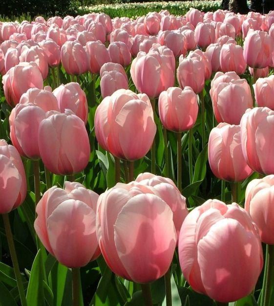 Tulip, Darwin Hybrid, 'salmon Impression', Pink Flushed Salmon Apricot - View 15 from www redcrocus com
