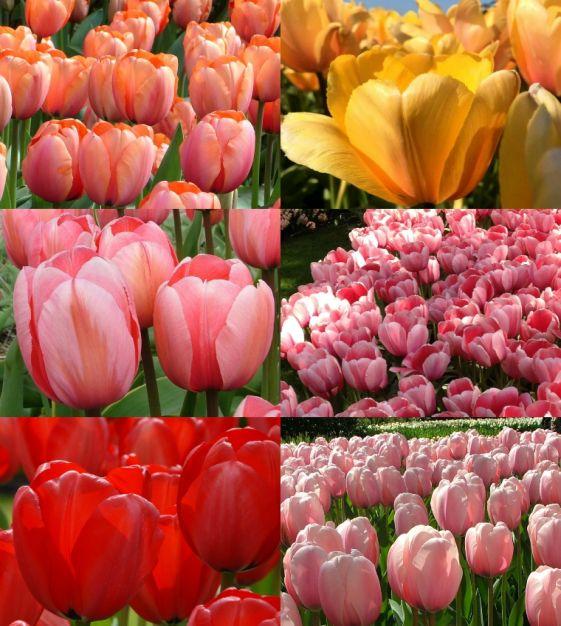 Tulip, Darwin Hybrid, 'salmon Impression', Pink Flushed Salmon Apricot - View 16 from www redcrocus com