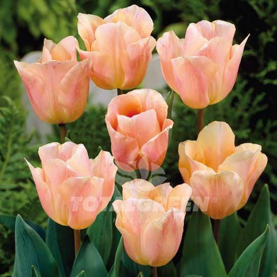 Tulip, Darwin Hybrid, 'salmon Impression', Pink Flushed Salmon Apricot - View 21 from www redcrocus com