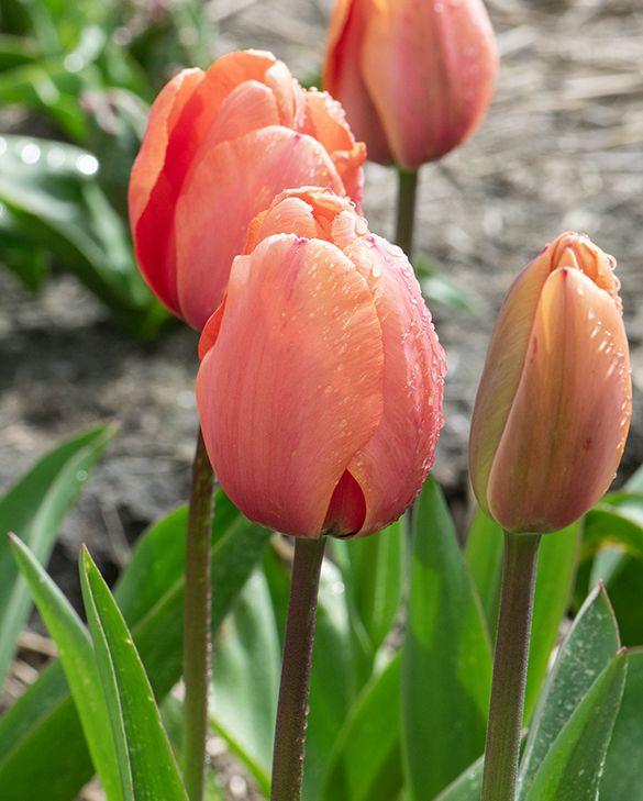 Tulip, Darwin Hybrid, 'salmon Impression', Pink Flushed Salmon Apricot - View 22 from www redcrocus com