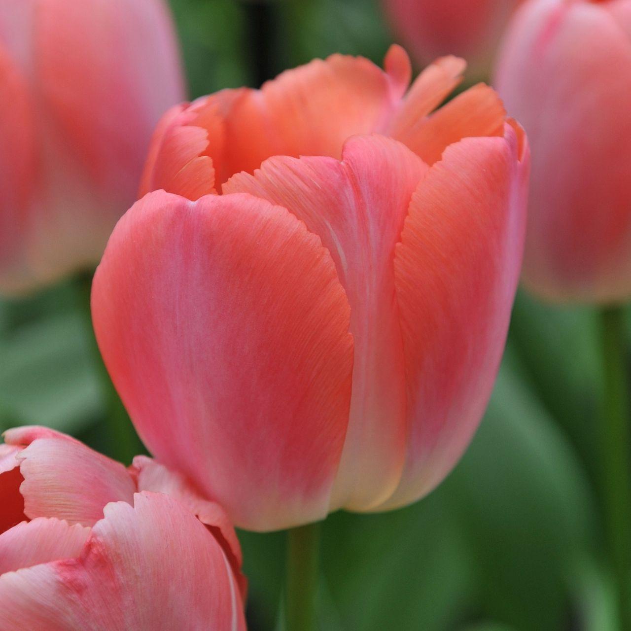 Tulip, Darwin Hybrid, 'salmon Impression', Pink Flushed Salmon Apricot - View 23 from www redcrocus com