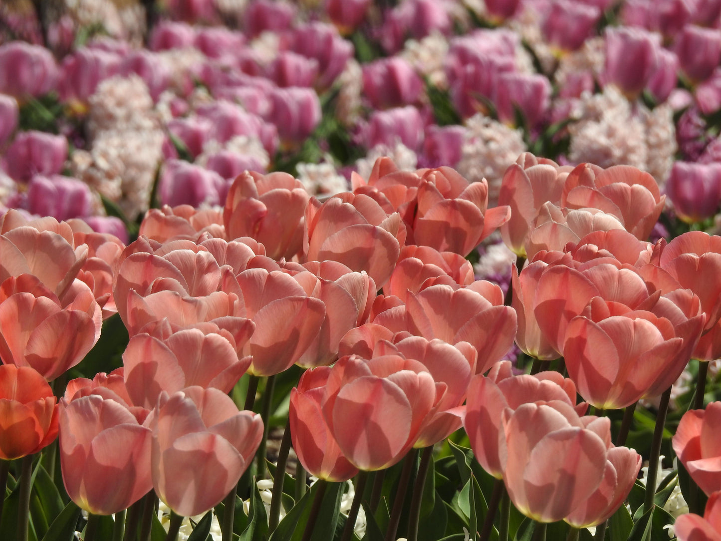 Tulip, Darwin Hybrid, 'salmon Impression', Pink Flushed Salmon Apricot - View 24 from www redcrocus com