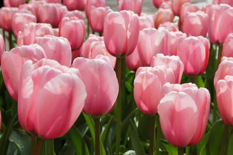 Tulip, Darwin Hybrid, 'salmon Impression', Pink Flushed Salmon Apricot - View 2 from www redcrocus com