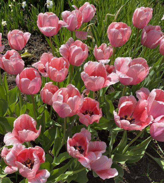 Tulip, Darwin Hybrid, 'salmon Impression', Pink Flushed Salmon Apricot - View 3 from www redcrocus com
