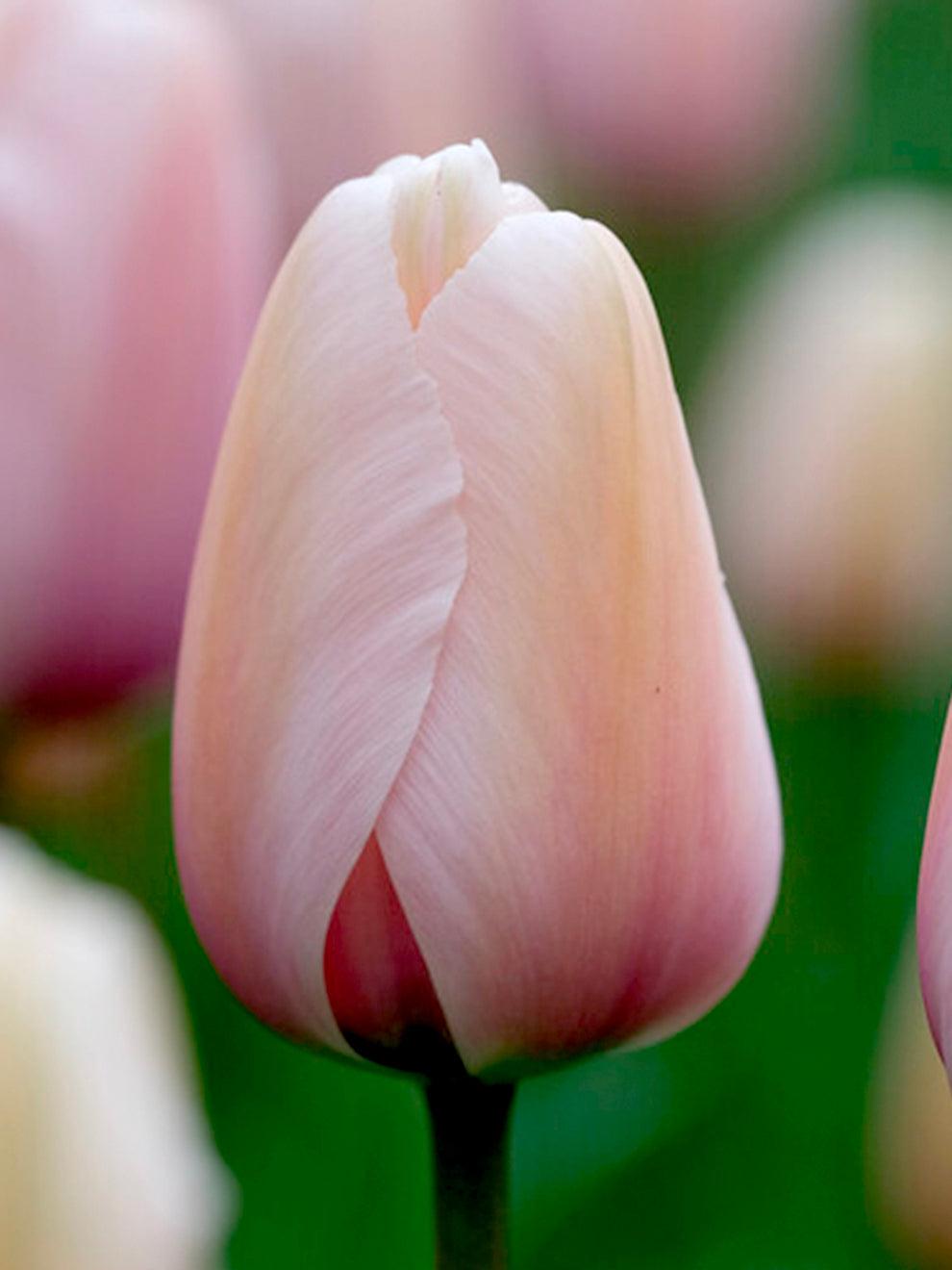 Tulip, Darwin Hybrid, 'salmon Impression', Pink Flushed Salmon Apricot - View 4 from www redcrocus com