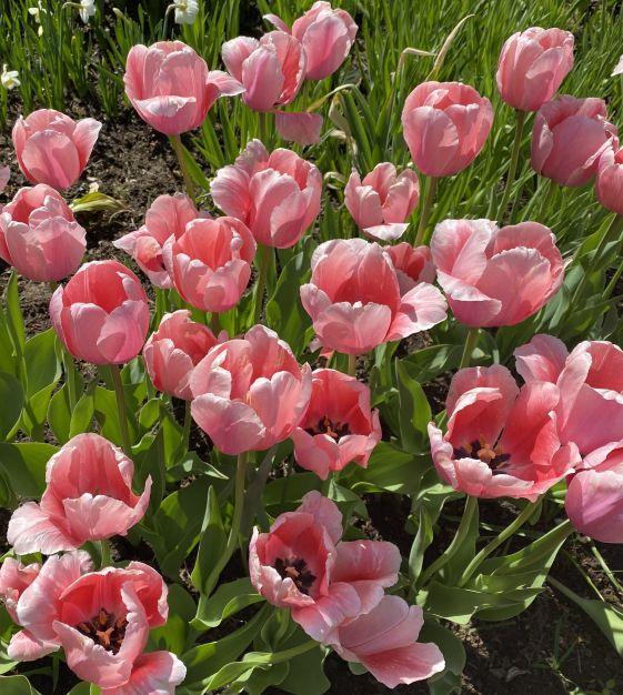 Tulip, Darwin Hybrid, 'salmon Impression', Pink Flushed Salmon Apricot - View 5 from www redcrocus com