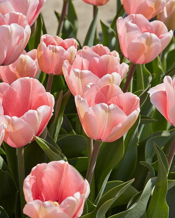 Tulip, Darwin Hybrid, 'salmon Impression', Pink Flushed Salmon Apricot - View 7 from www redcrocus com