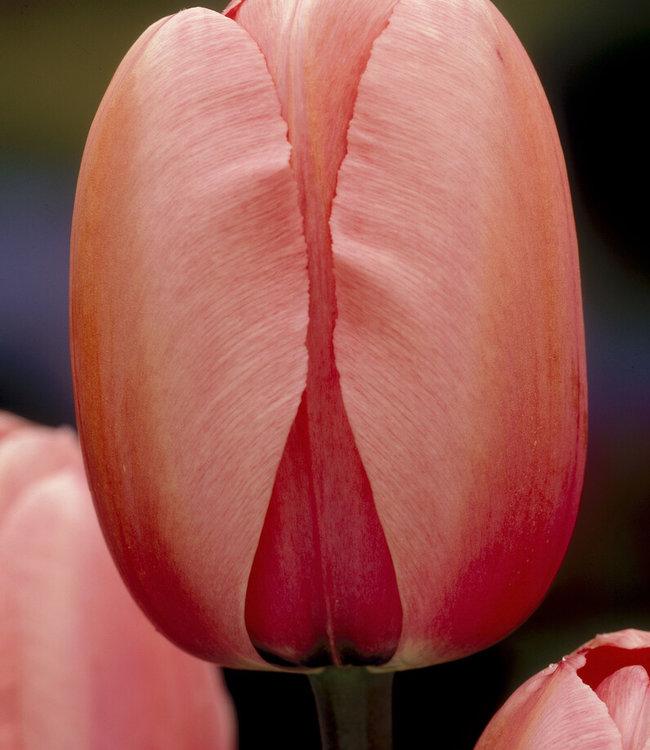 Tulip, Darwin Hybrid, 'salmon Impression', Pink Flushed Salmon Apricot - View 8 from www redcrocus com