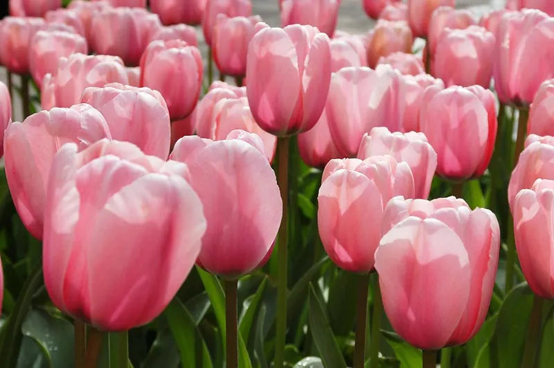 Tulip, Darwin Hybrid, 'salmon Impression', Pink Flushed Salmon Apricot - View 9 from www redcrocus com
