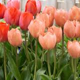 Salmon Van Eijk Darwin Hybrid Tulip-Pink Flushed with Apricot-Perfect for Spring Displays 100 in Box