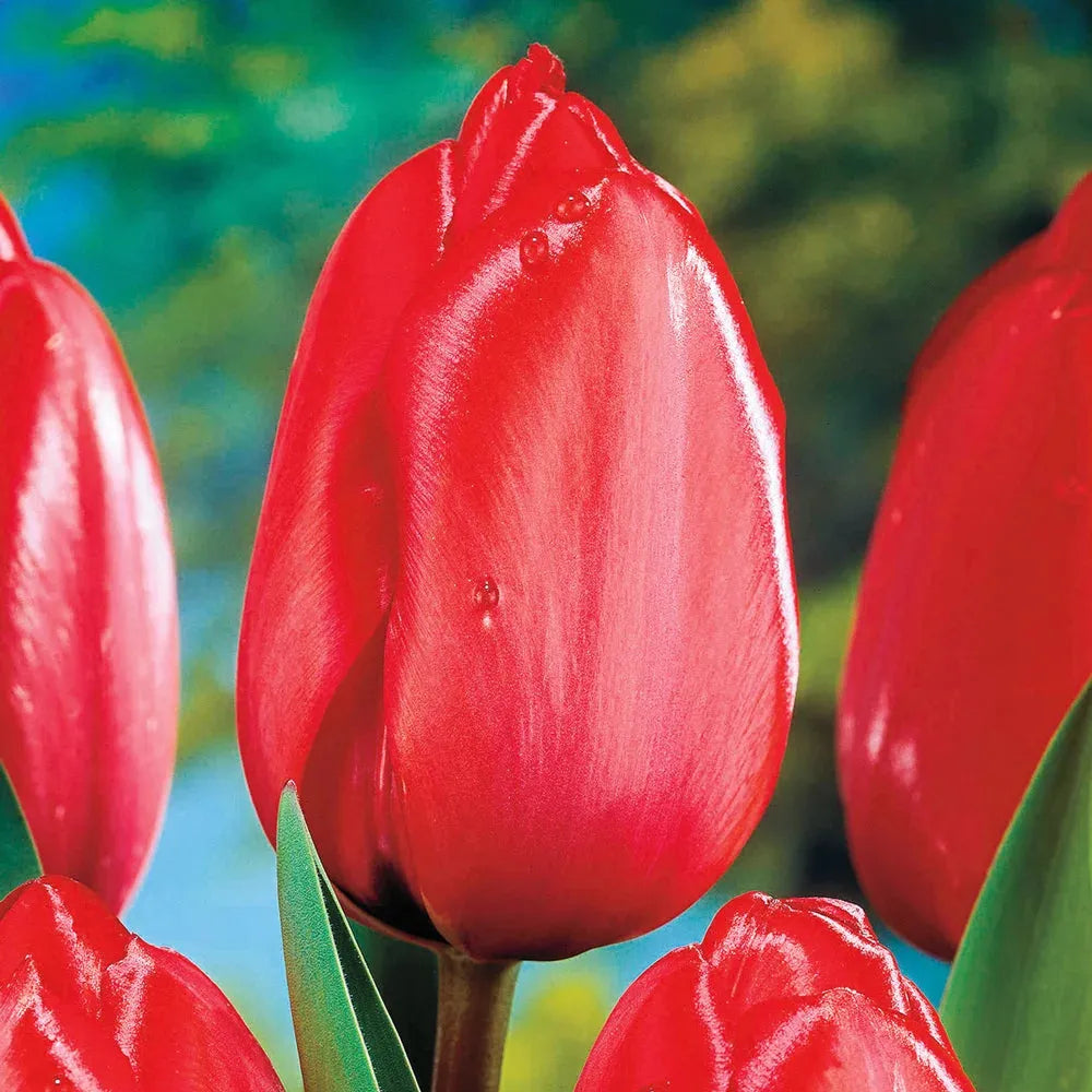 Tulip, Darwin Hybrid, 'red Impression', Dark Red - View 10 from www redcrocus com