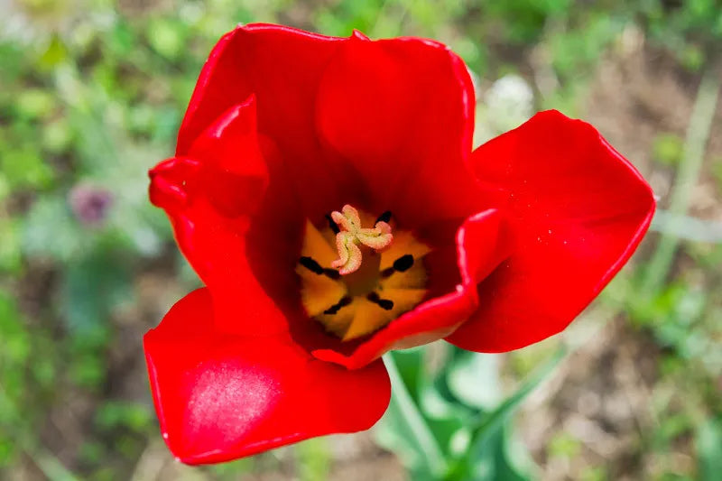 Tulip, Darwin Hybrid, 'red Impression', Dark Red - View 11 from www redcrocus com