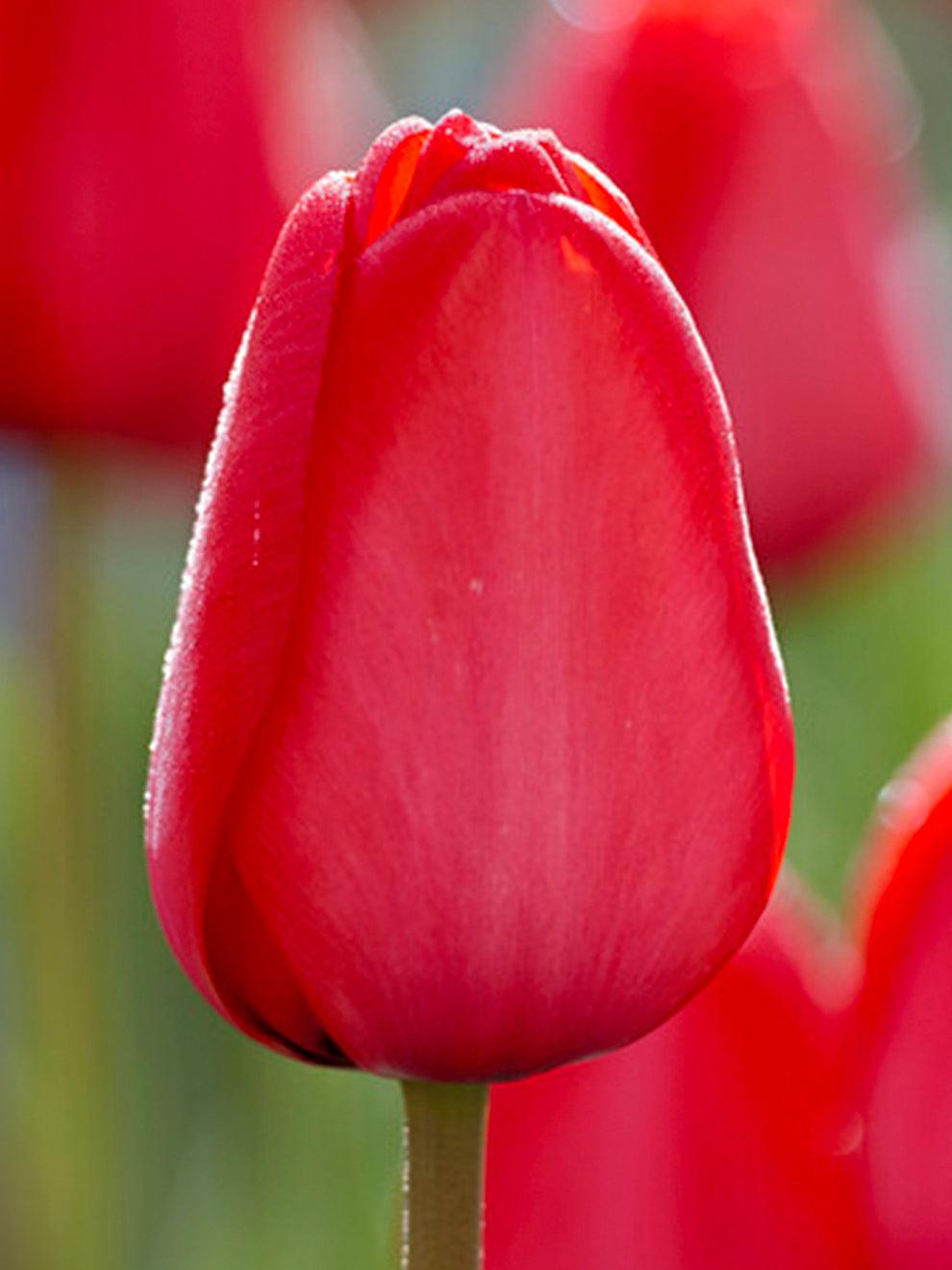 Tulip, Darwin Hybrid, 'red Impression', Dark Red - View 13 from www redcrocus com