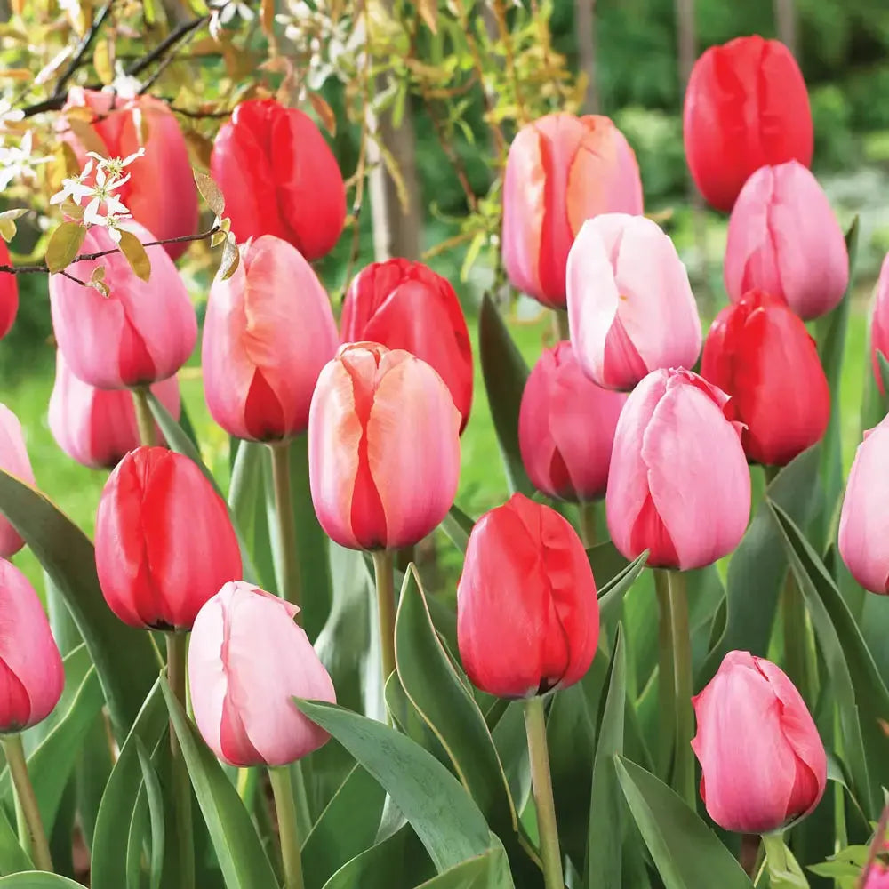 Tulip, Darwin Hybrid, 'red Impression', Dark Red - View 17 from www redcrocus com