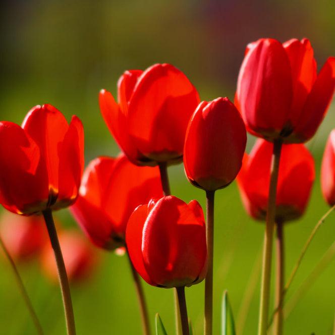 Tulip, Darwin Hybrid, 'red Impression', Dark Red - View 19 from www redcrocus com