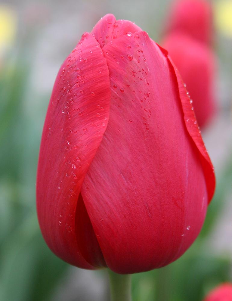 Tulip, Darwin Hybrid, 'red Impression', Dark Red - View 20 from www redcrocus com