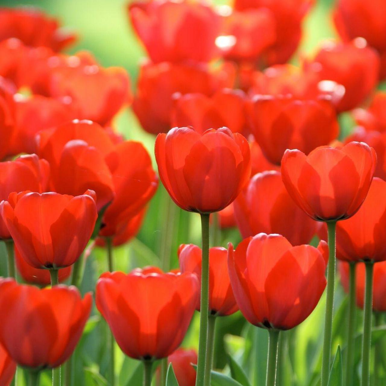 Tulip, Darwin Hybrid, 'red Impression', Dark Red - View 21 from www redcrocus com