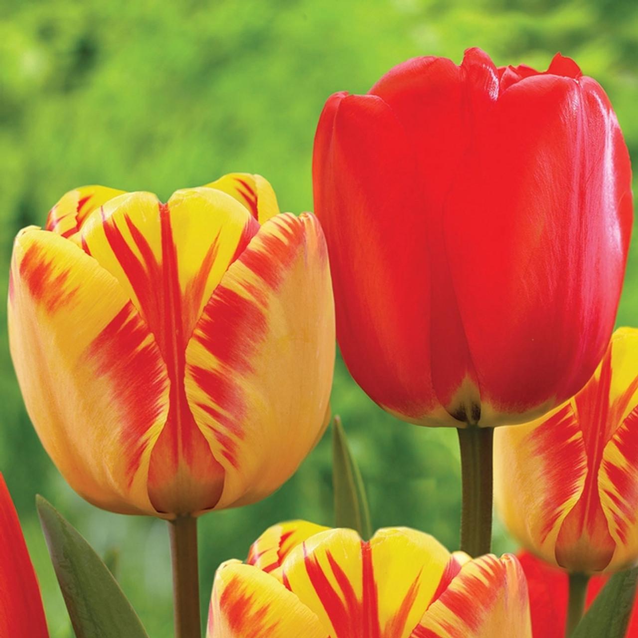 Tulip, Darwin Hybrid, 'red Impression', Dark Red - View 22 from www redcrocus com